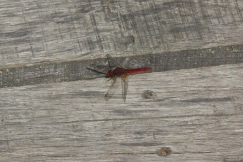 Crocothemis erythraea - Libellule écarlate - Brenne08.jpg